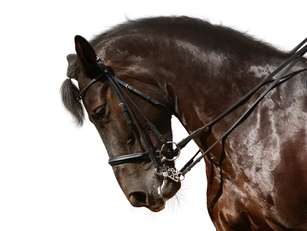 馬場馬術、黒い馬 — ストック写真