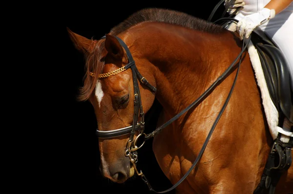Άλογο Ιππικής Δεξιοτεχνίας, οξαλίδα — Φωτογραφία Αρχείου