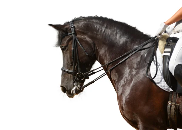 Dressuur, zwarte paard — Stockfoto