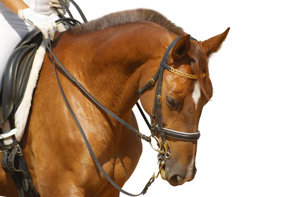 Dressage, sorrel horse — Stock Photo, Image