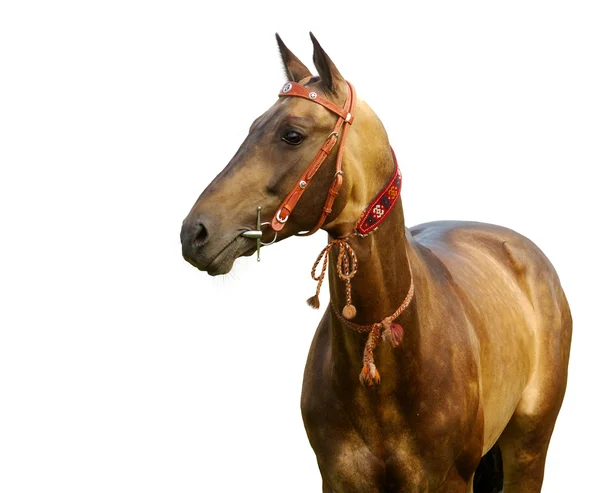 Golden akhal-teke stallion — Stock Photo, Image
