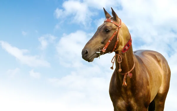 Akhal-teke stallion — Stock Photo, Image