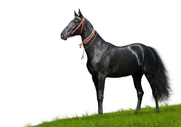 Black akhal-teke stallion — Stock Photo, Image