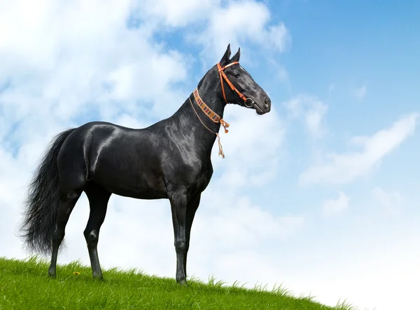 Black akhal-teke stallion — Stock Photo, Image