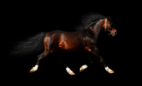 阿拉伯种马小跑 — 图库照片