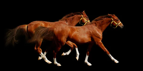 Сорреловые лошади скачут — стоковое фото