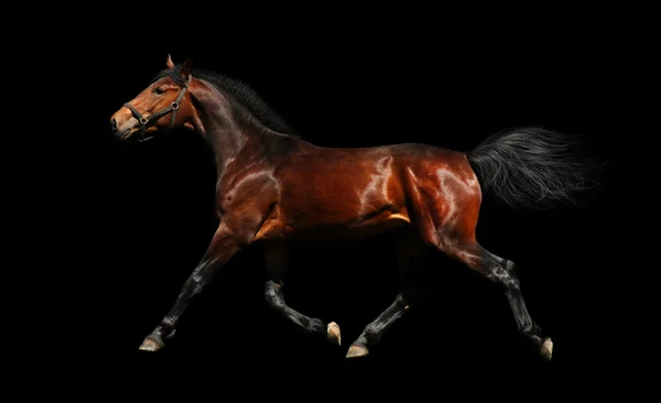 Hanoverian stallion trots — Stock Photo, Image