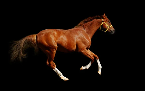 Galope de cavalo de azeda — Fotografia de Stock