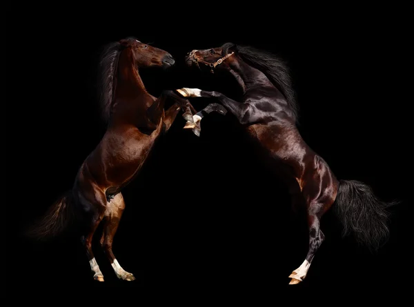Batalla de caballos — Foto de Stock