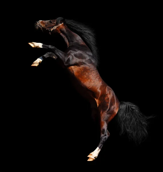 Arabian stallion sticker upp — Stockfoto