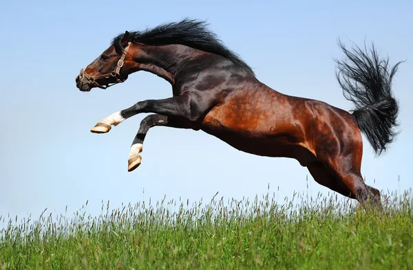 Arap aygırı atlar — Stok fotoğraf