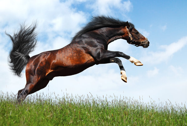 Arabian stallion jumps