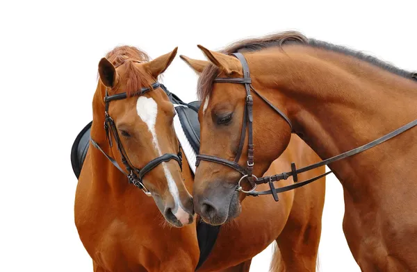 Dva koně šťovík Stock Fotografie
