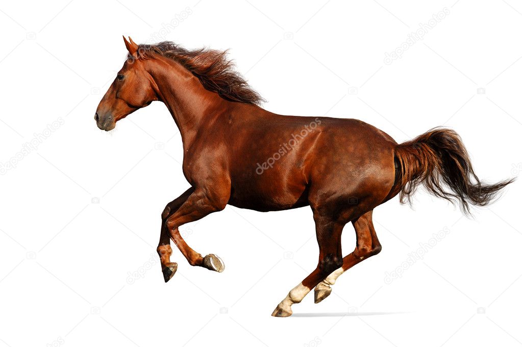 Budenny horse gallops