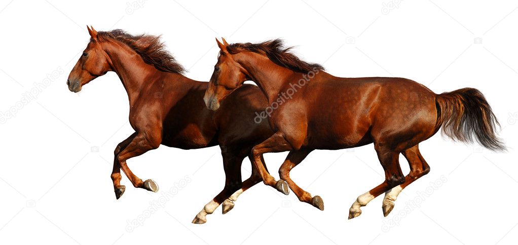 Budenny horses gallop