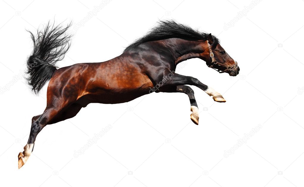 Arabian horse jumps