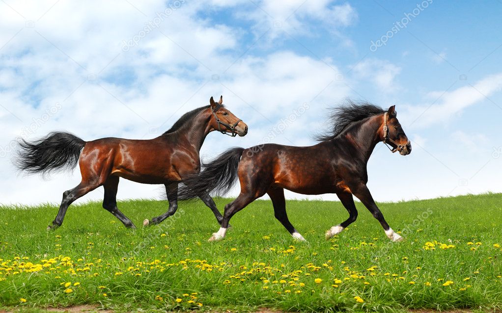 Two stallions trot