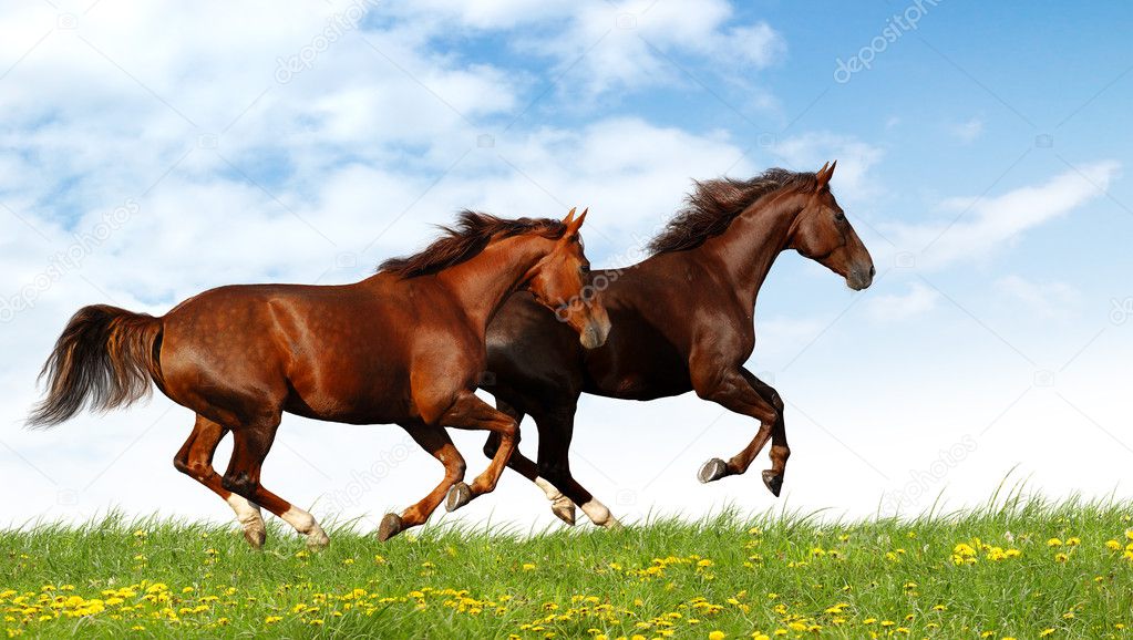Horses gallop