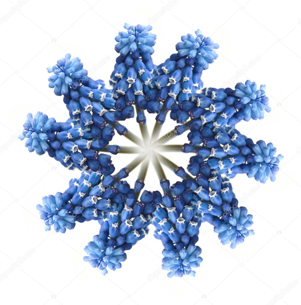 Wreath out of blue muscari