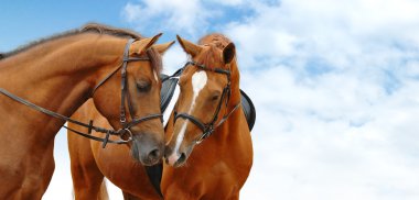 Two sorrel horses clipart