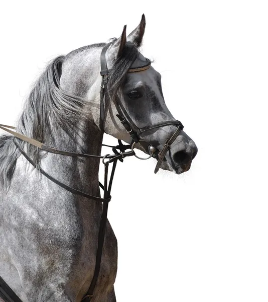 Портрет серо-яблочного арабского коня — стоковое фото
