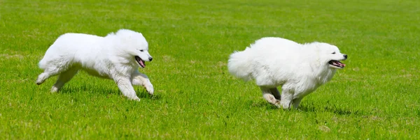Dos perros Samoyedo —  Fotos de Stock