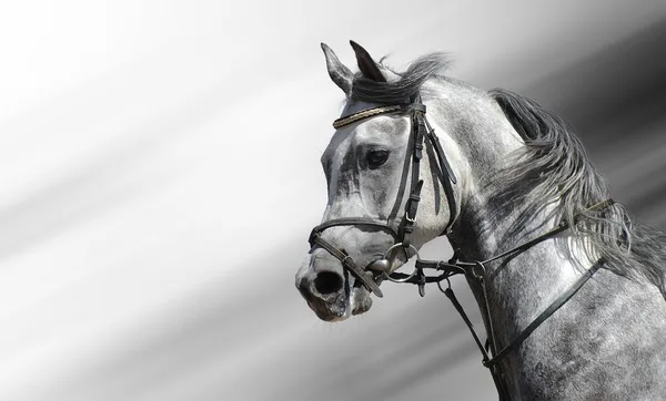 Dapple-Grey Arap atı — Stok fotoğraf