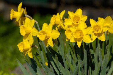 Sarı narcissuses