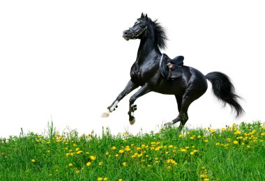 Arabian stallion gallops in field clipart