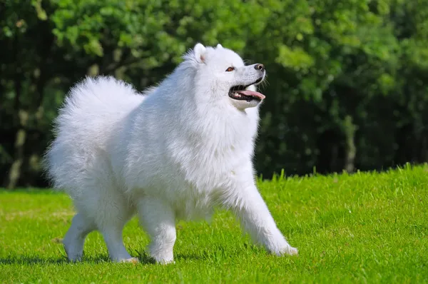 Samojed pes - šampion Ruska — Stock fotografie