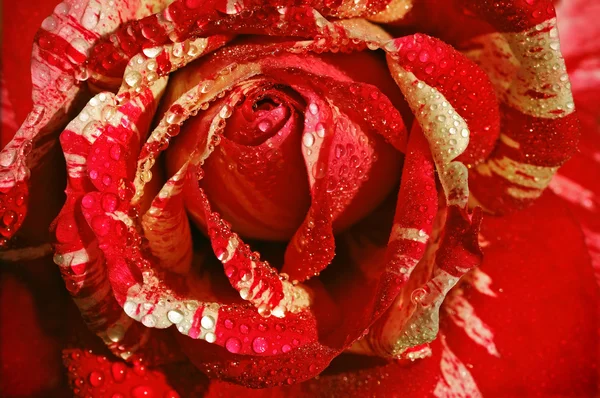 Rosa vermelho-branca — Fotografia de Stock