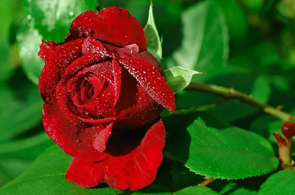 Single red rose pearled with dew — Stock Photo, Image