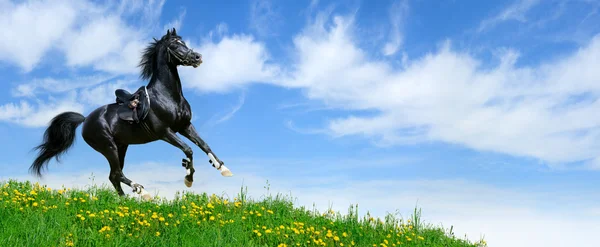 Stallion gallops in field — Stock Photo, Image