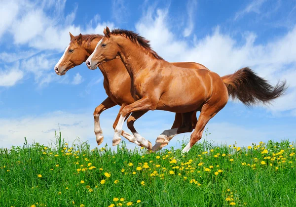 Two stallions gallop in field — Stock Photo, Image