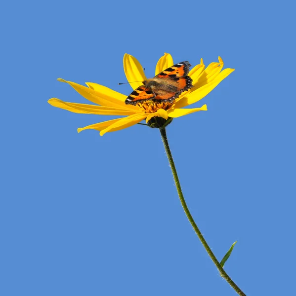 Flor do Canadá popato e borboleta — Fotografia de Stock