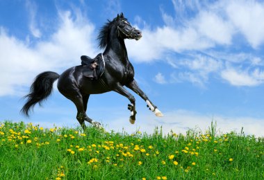 Stallion gallops in field clipart
