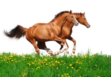 Trakehner stallions gallop in field clipart