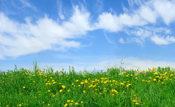 Stock image Field with blowballs