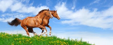 Two stallions gallop in field clipart