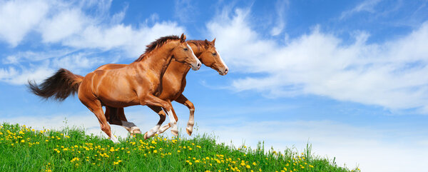 Two stallions gallop in field