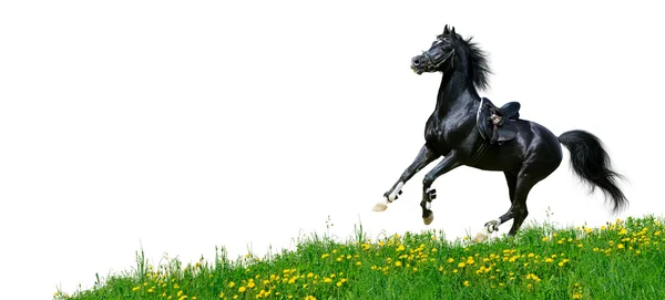 Arabian stallion gallops in field — Stock Photo, Image