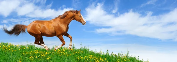 Stallion gallops in field — Stock Photo, Image