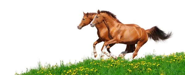 Trakehner stallions gallop in field — Stock Photo, Image