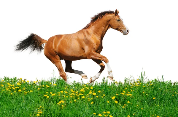 Trakehner stallion gallops in field — Stock Photo, Image
