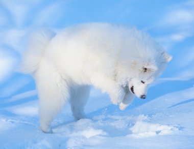 samoyed köpek yavrusu