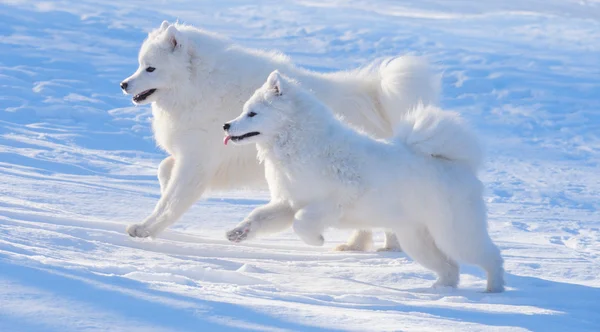 Dois cães Samoyed — Fotografia de Stock