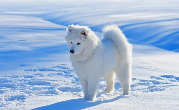 Cachorro de perro Samoyedo —  Fotos de Stock
