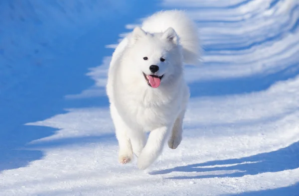 Filhote de cachorro de cão Samoyed — Fotografia de Stock