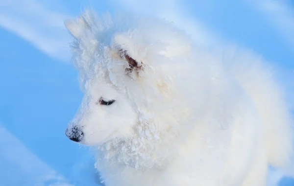 Filhote de cachorro de cão Samoyed — Fotografia de Stock