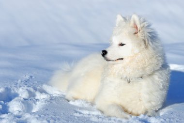 Samoyed köpek yavrusu